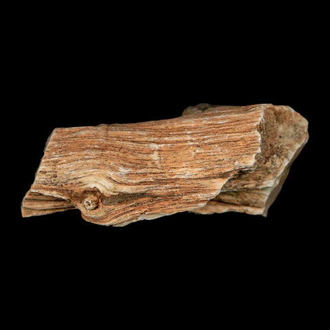2.4" Fossilized Blue Forest Petrified Wood Limb Branch Eden Wyoming 50 Mil Yrs Old - Fossil Age Minerals