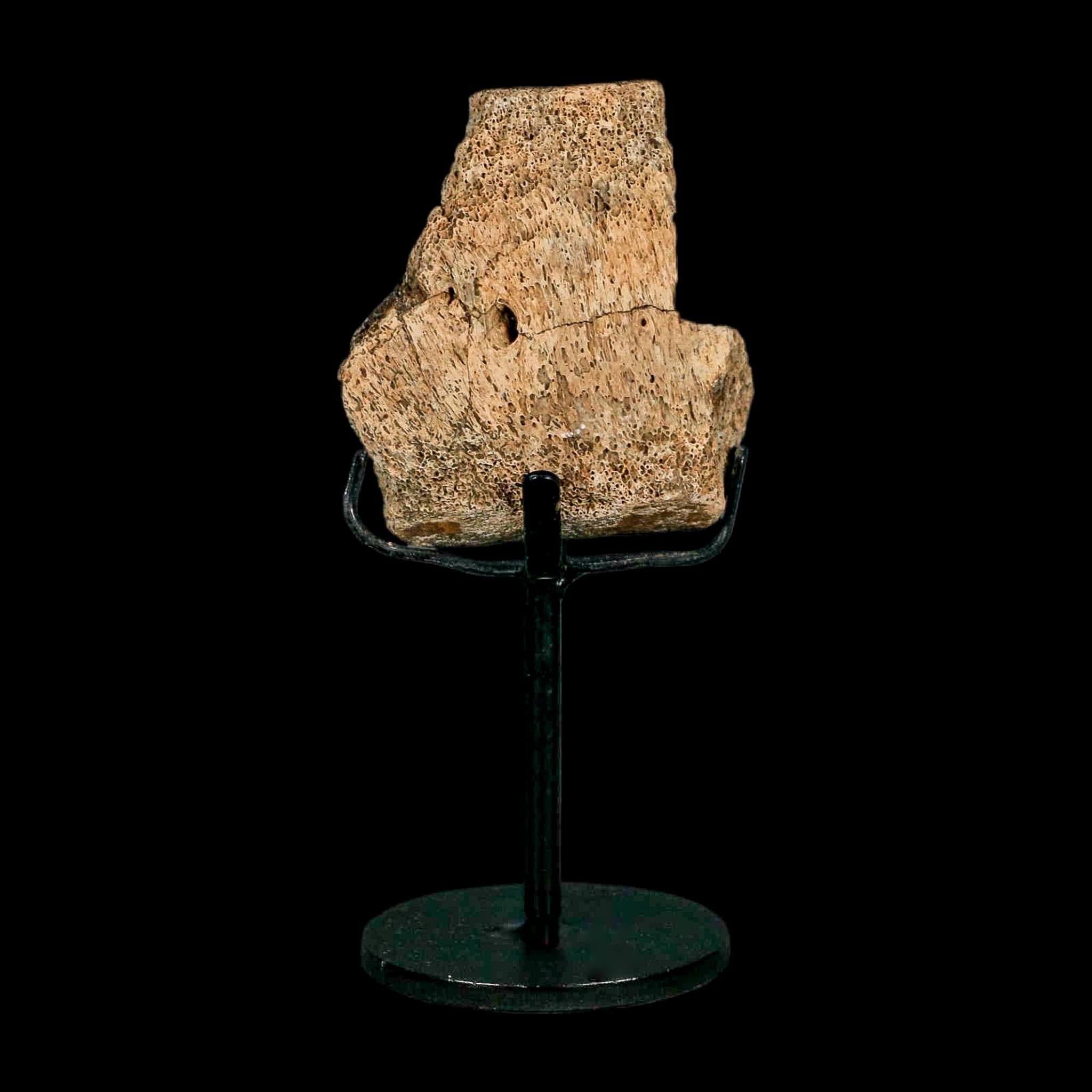 2.4" Hadrosaur Dinosaur Fossil Vertebrae Bone Hell Creek FM MT COA Metal Stand - Fossil Age Minerals