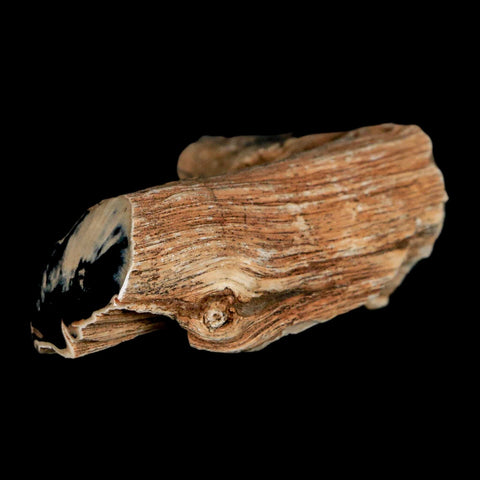 2.4" Fossilized Blue Forest Petrified Wood Limb Branch Eden Wyoming 50 Mil Yrs Old - Fossil Age Minerals