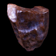 0.5" Centrosaurus Fossil Tooth Judith River FM Cretaceous Dinosaur COA, Display