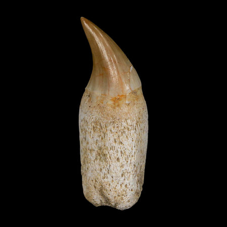 2" Halisaurus Walkeri Mosasaur Fossil Tooth Rooted Cretaceous Dinosaur Era COA