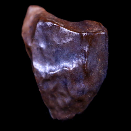 0.5" Centrosaurus Fossil Tooth Judith River FM Cretaceous Dinosaur COA, Display