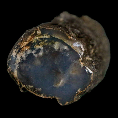 1.5" Fossilized Blue Forest Petrified Wood Limb Branch Eden Wyoming 50 Mil Yrs Old - Fossil Age Minerals