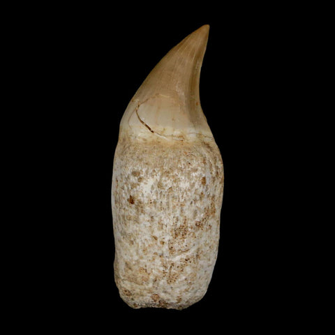 2" Halisaurus Walkeri Mosasaur Fossil Tooth Rooted Cretaceous Dinosaur Era COA - Fossil Age Minerals