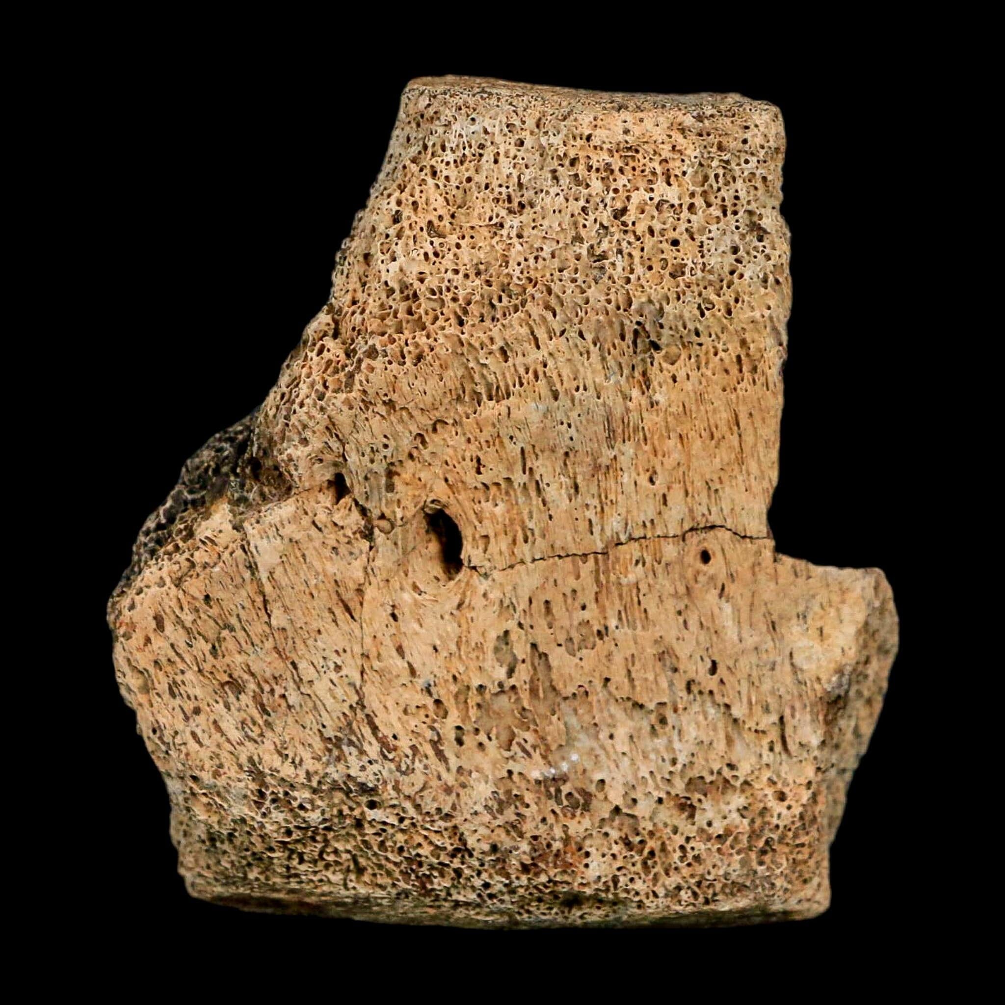 2.4" Hadrosaur Dinosaur Fossil Vertebrae Bone Hell Creek FM MT COA Metal Stand - Fossil Age Minerals