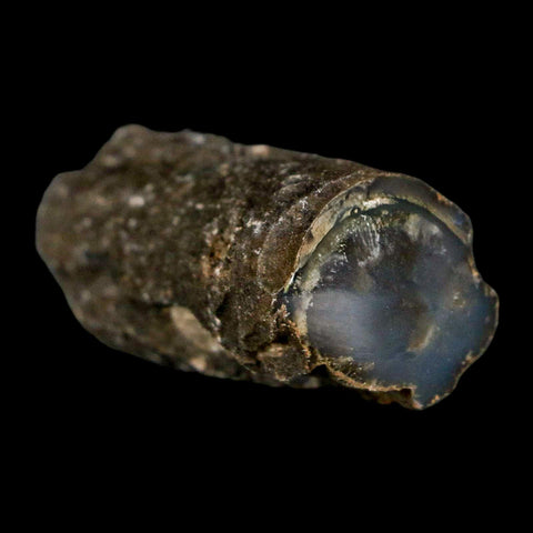 1.5" Fossilized Blue Forest Petrified Wood Limb Branch Eden Wyoming 50 Mil Yrs Old - Fossil Age Minerals