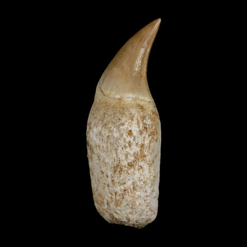 2" Halisaurus Walkeri Mosasaur Fossil Tooth Rooted Cretaceous Dinosaur Era COA - Fossil Age Minerals
