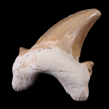 2" Otodus Obliquus Shark Fossil Tooth Specimen Oued Zem Morocco COA