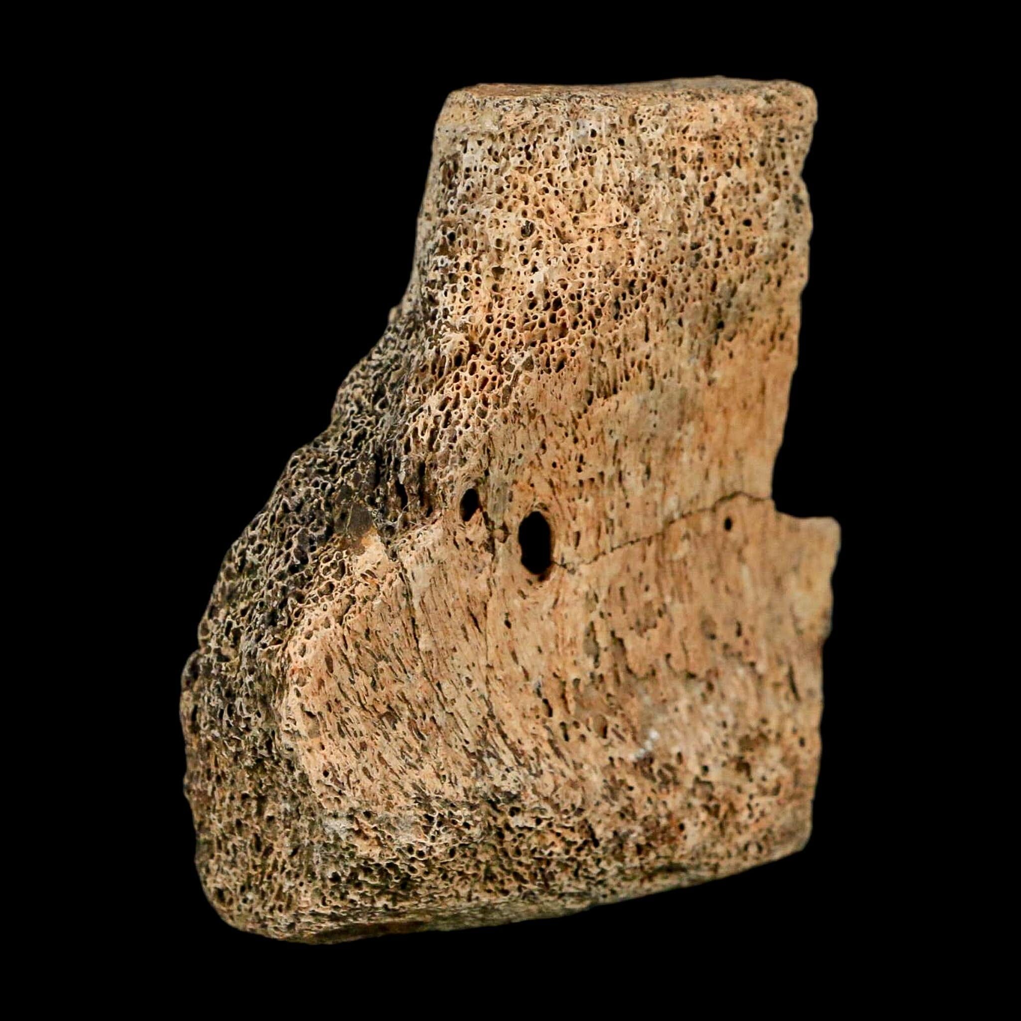 2.4" Hadrosaur Dinosaur Fossil Vertebrae Bone Hell Creek FM MT COA Metal Stand - Fossil Age Minerals