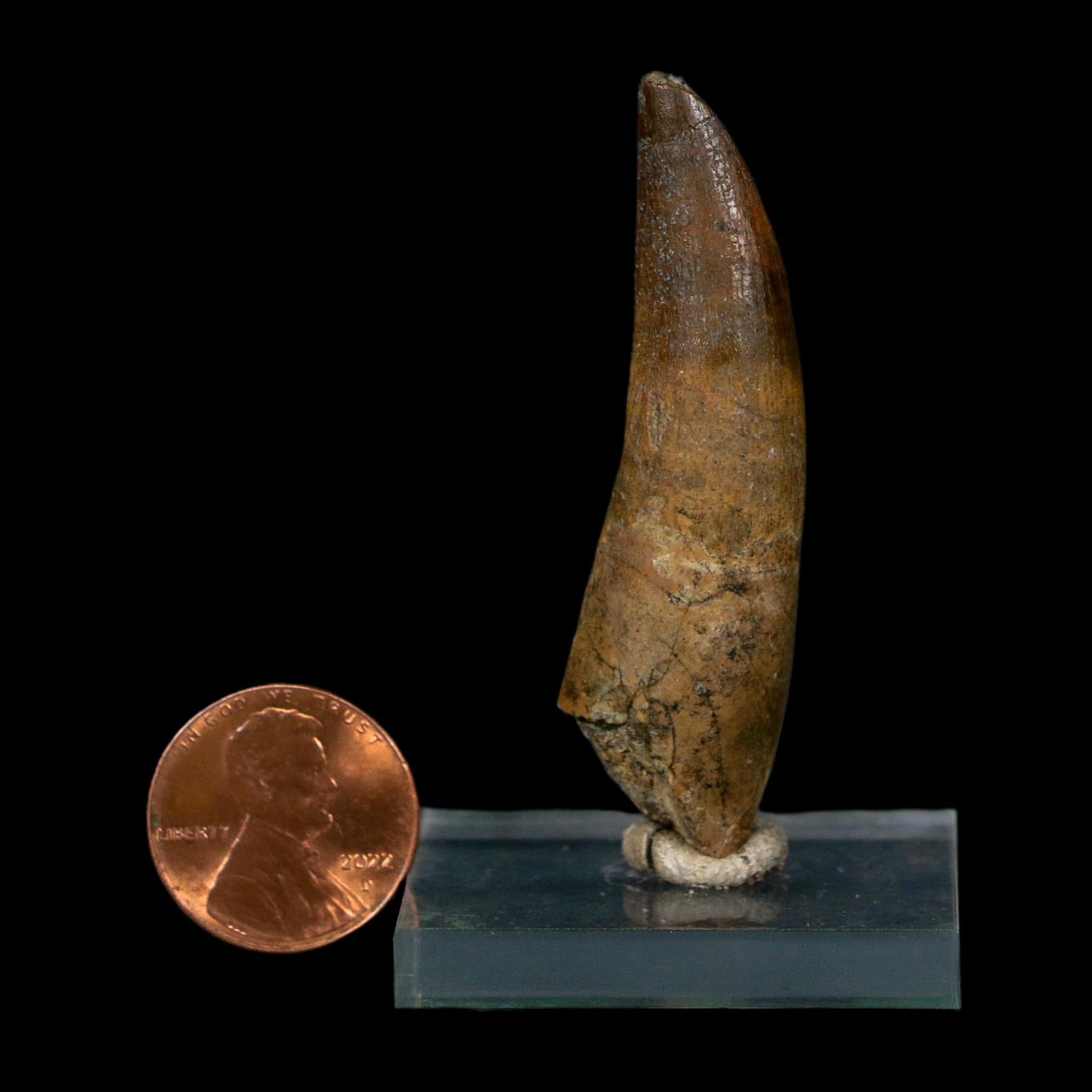 2.2" Suchomimus Fossil Tooth Cretaceous Spinosaurid Dinosaur Elraz FM Niger COA