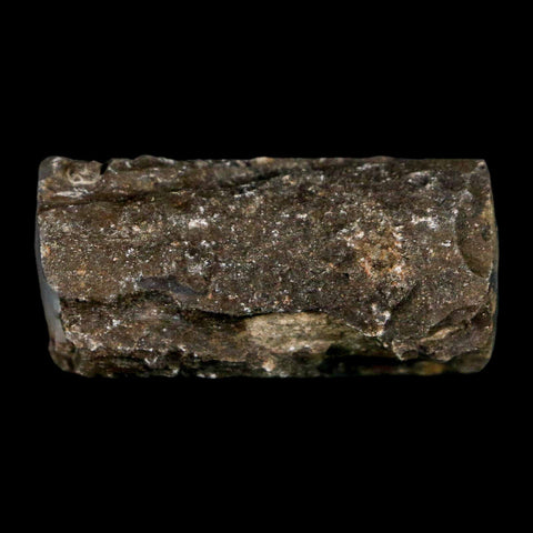 1.5" Fossilized Blue Forest Petrified Wood Limb Branch Eden Wyoming 50 Mil Yrs Old - Fossil Age Minerals