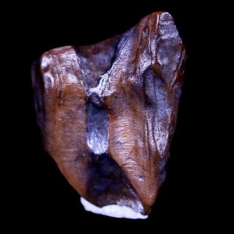 0.5" Centrosaurus Fossil Tooth Judith River FM Cretaceous Dinosaur COA, Display - Fossil Age Minerals