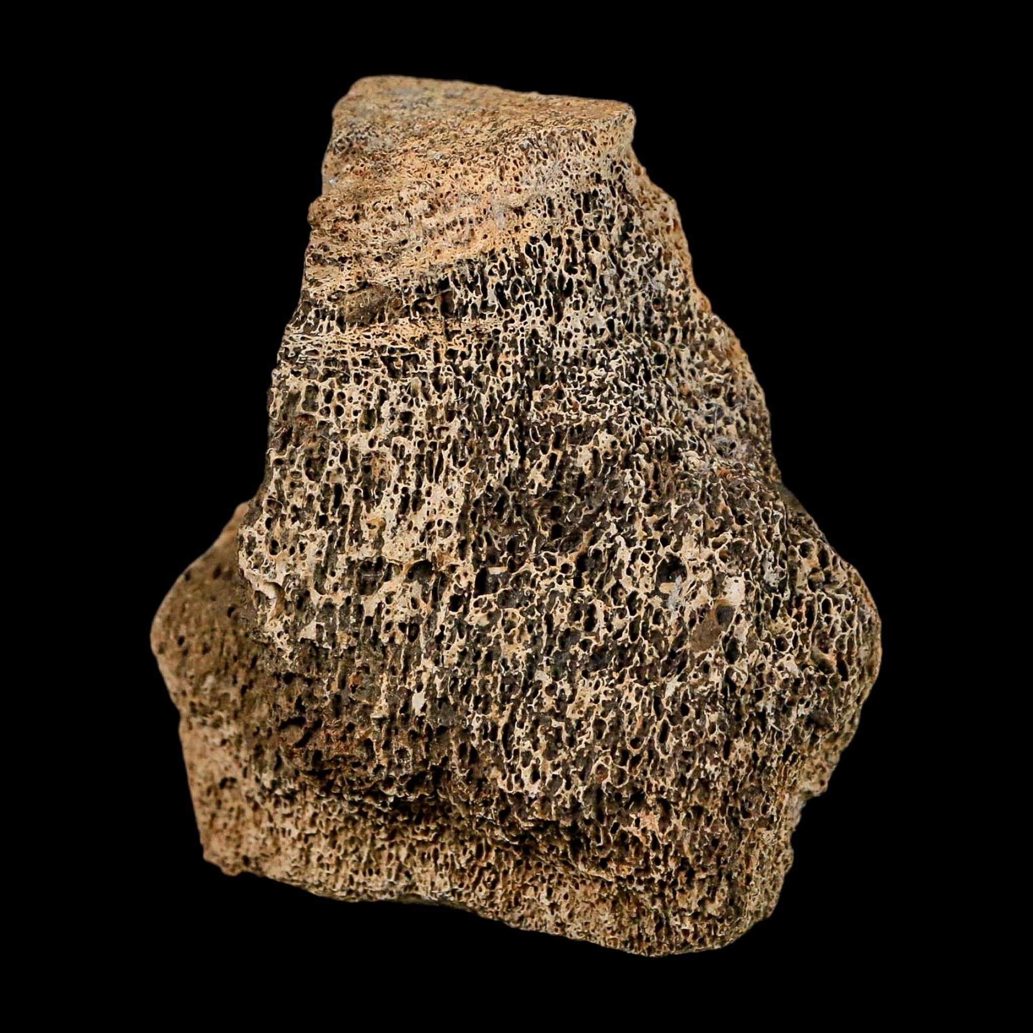 2.4" Hadrosaur Dinosaur Fossil Vertebrae Bone Hell Creek FM MT COA Metal Stand - Fossil Age Minerals