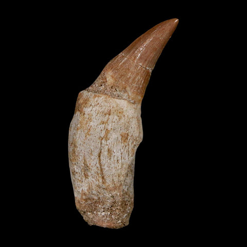 2.2" Mosasaur Platecarpus Fossil Tooth Rooted Cretaceous Dinosaur Era COA