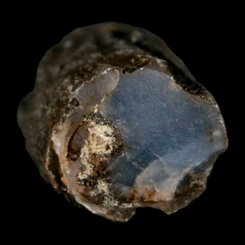 1.5" Fossilized Blue Forest Petrified Wood Limb Branch Eden Wyoming 50 Mil Yrs Old - Fossil Age Minerals