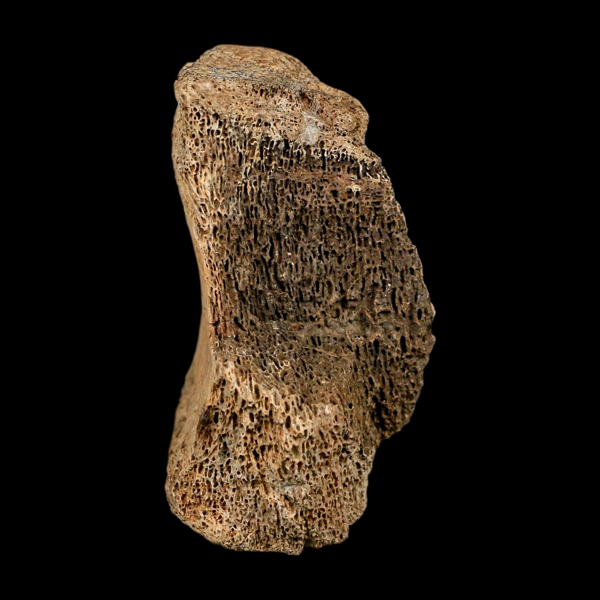 2.4" Hadrosaur Dinosaur Fossil Vertebrae Bone Hell Creek FM MT COA Metal Stand - Fossil Age Minerals