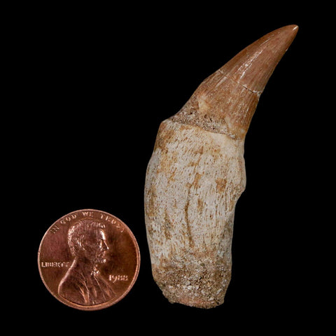 2.2" Mosasaur Platecarpus Fossil Tooth Rooted Cretaceous Dinosaur Era COA