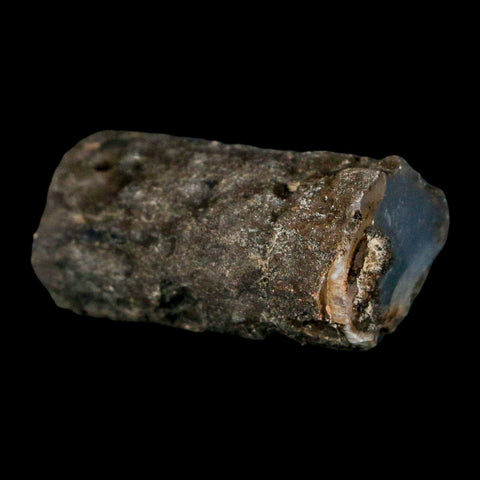 1.5" Fossilized Blue Forest Petrified Wood Limb Branch Eden Wyoming 50 Mil Yrs Old - Fossil Age Minerals