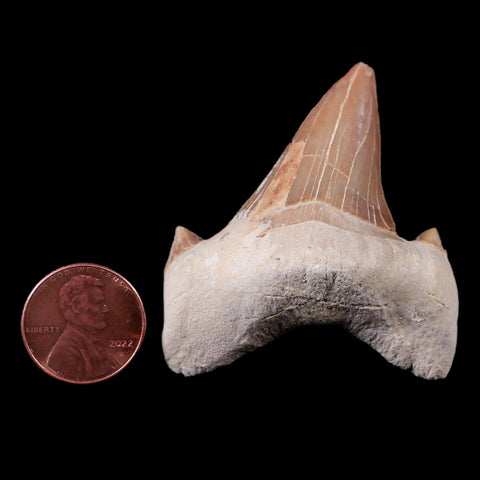 2" Otodus Obliquus Shark Fossil Tooth Specimen Oued Zem Morocco COA - Fossil Age Minerals