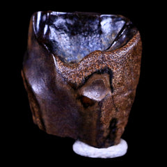Centrosaurus Fossil Teeth