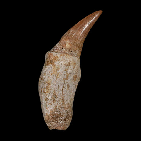 2.2" Mosasaur Platecarpus Fossil Tooth Rooted Cretaceous Dinosaur Era COA