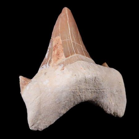 2" Otodus Obliquus Shark Fossil Tooth Specimen Oued Zem Morocco COA