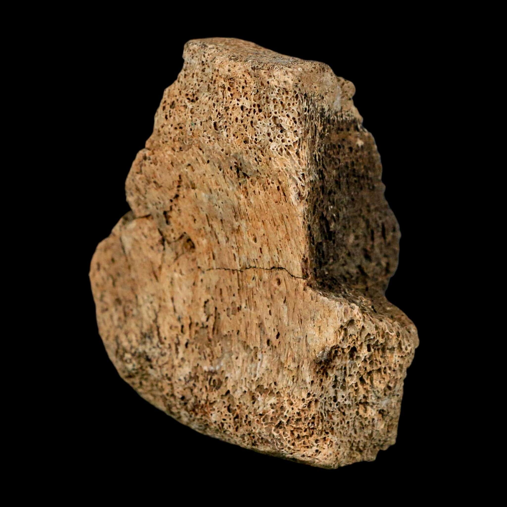 2.4" Hadrosaur Dinosaur Fossil Vertebrae Bone Hell Creek FM MT COA Metal Stand - Fossil Age Minerals