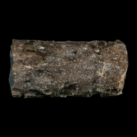 1.5" Fossilized Blue Forest Petrified Wood Limb Branch Eden Wyoming 50 Mil Yrs Old - Fossil Age Minerals