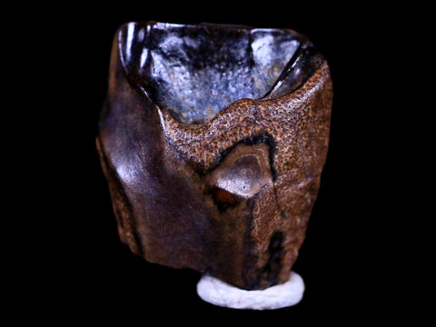0.6" Centrosaurus Fossil Tooth Judith River FM Cretaceous Dinosaur COA, Display - Fossil Age Minerals