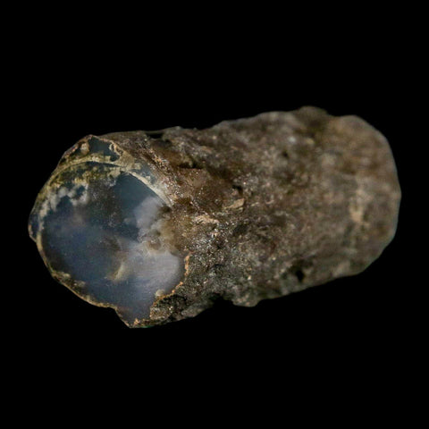 1.5" Fossilized Blue Forest Petrified Wood Limb Branch Eden Wyoming 50 Mil Yrs Old - Fossil Age Minerals