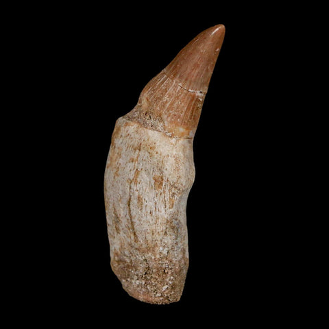 2.2" Mosasaur Platecarpus Fossil Tooth Rooted Cretaceous Dinosaur Era COA
