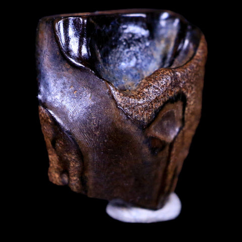 0.6" Centrosaurus Fossil Tooth Judith River FM Cretaceous Dinosaur COA, Display - Fossil Age Minerals