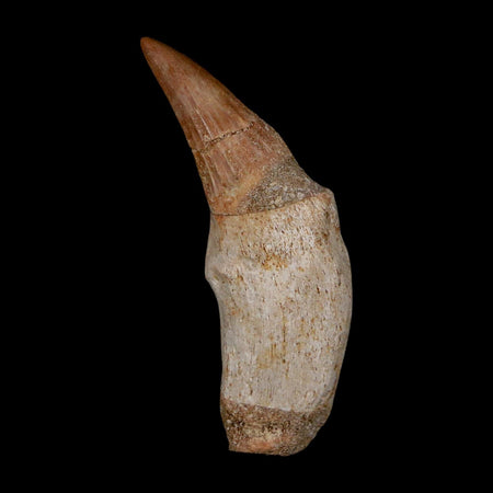 2.2" Mosasaur Platecarpus Fossil Tooth Rooted Cretaceous Dinosaur Era COA