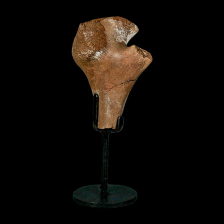3.4" Fossil Turtle Shoulder Blade Huge Hell Creek FM MT Dinosaur Cretaceous Age Stand