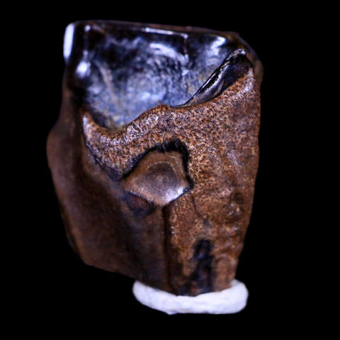 0.6" Centrosaurus Fossil Tooth Judith River FM Cretaceous Dinosaur COA, Display - Fossil Age Minerals