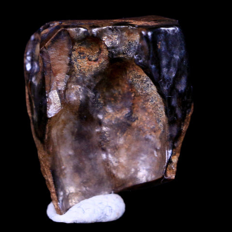 0.6" Centrosaurus Fossil Tooth Judith River FM Cretaceous Dinosaur COA, Display - Fossil Age Minerals