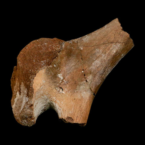 3.4" Fossil Turtle Shoulder Blade Huge Hell Creek FM MT Dinosaur Cretaceous Age Stand