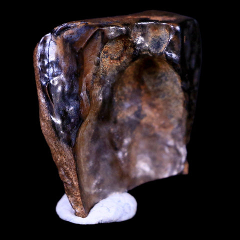0.6" Centrosaurus Fossil Tooth Judith River FM Cretaceous Dinosaur COA, Display - Fossil Age Minerals
