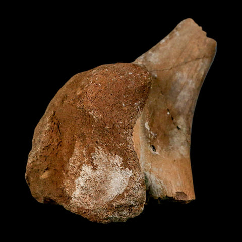 3.4" Fossil Turtle Shoulder Blade Huge Hell Creek FM MT Dinosaur Cretaceous Age Stand