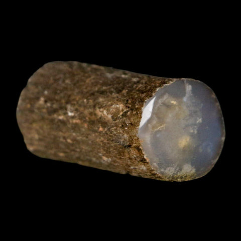 1.3" Fossilized Blue Forest Petrified Wood Limb Branch Eden Wyoming 50 Mil Yrs Old - Fossil Age Minerals