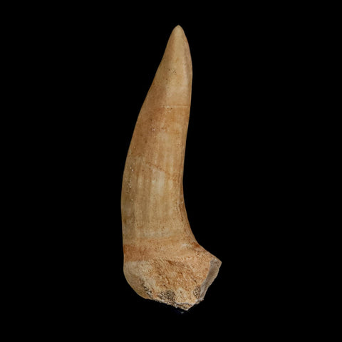 XL 2.2" Saber Toothed Herring Fossil Fang Enchodus Libycus Cretaceous COA Stand