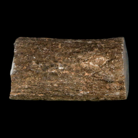 1.3" Fossilized Blue Forest Petrified Wood Limb Branch Eden Wyoming 50 Mil Yrs Old - Fossil Age Minerals