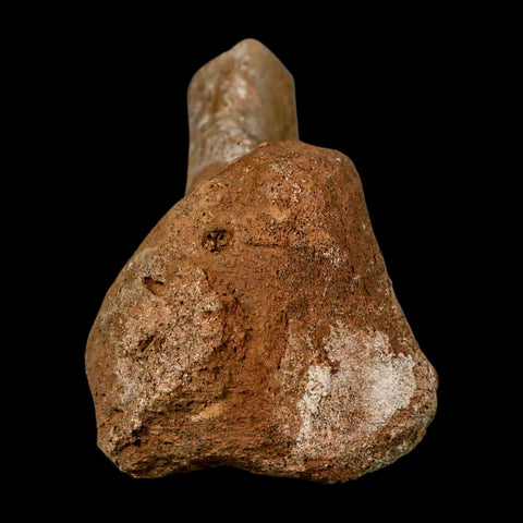 3.4" Fossil Turtle Shoulder Blade Huge Hell Creek FM MT Dinosaur Cretaceous Age Stand