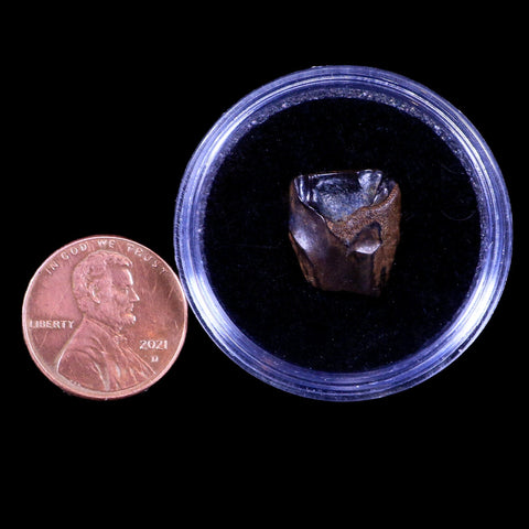 0.6" Centrosaurus Fossil Tooth Judith River FM Cretaceous Dinosaur COA, Display - Fossil Age Minerals