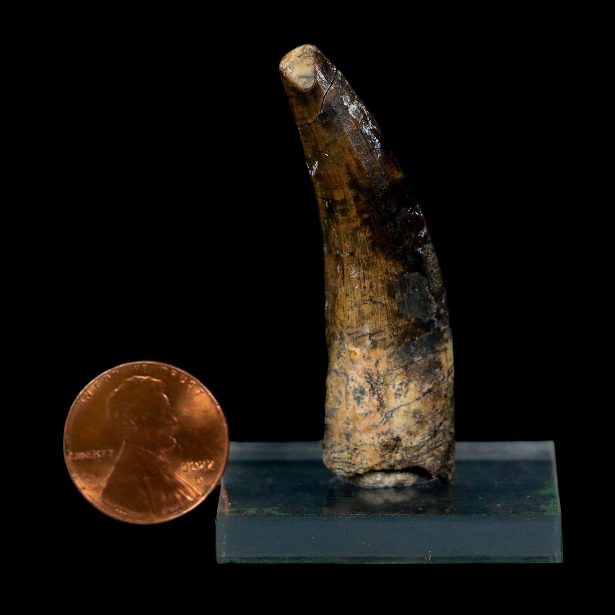 2" Suchomimus Fossil Tooth Cretaceous Spinosaurid Dinosaur Elraz FM Niger COA