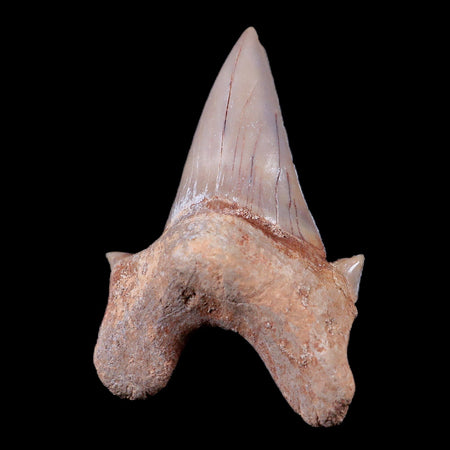 2.2" Otodus Obliquus Shark Fossil Tooth Specimen Oued Zem Morocco COA