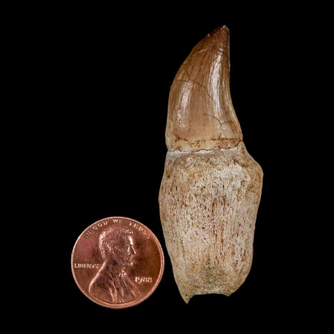 2.2" Halisaurus Walkeri Mosasaur Fossil Tooth Rooted Cretaceous Dinosaur Era COA