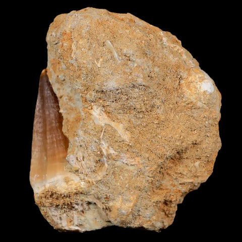 1.8" Mosasaur Prognathodon Fossil Tooth In Matrix Cretaceous Dinosaur Era COA - Fossil Age Minerals