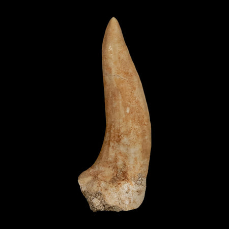 XL 2.2" Saber Toothed Herring Fossil Fang Enchodus Libycus Cretaceous COA Stand