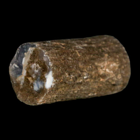 1.3" Fossilized Blue Forest Petrified Wood Limb Branch Eden Wyoming 50 Mil Yrs Old - Fossil Age Minerals